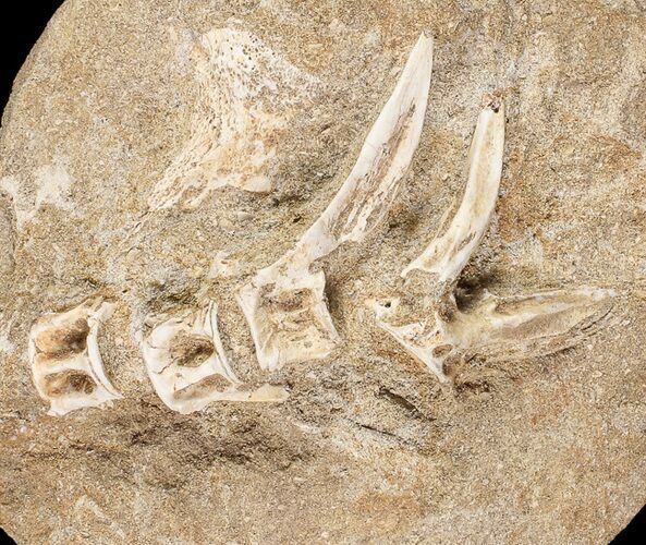 Cretaceous Fossil Fish Vertebrae In Rock - Morocco #87994